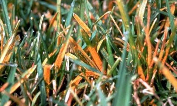 delaware-maryland-pennsylvania-lawn-yard-grass-disease-rust2